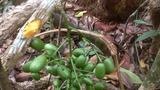F-berberine