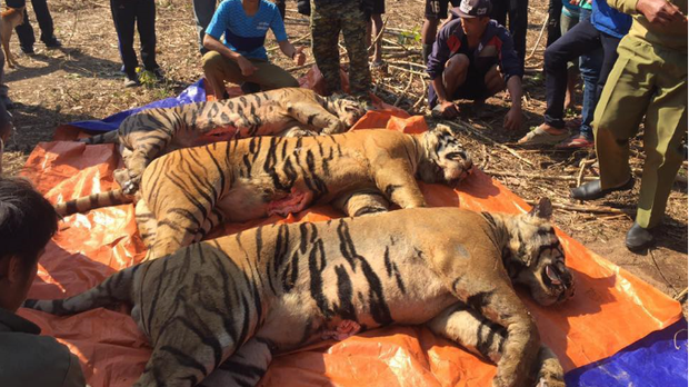 F-Tiger F-Tiger