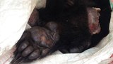 f-bear