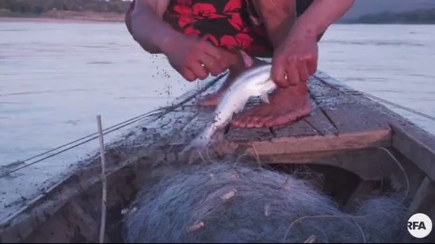 F-FISH