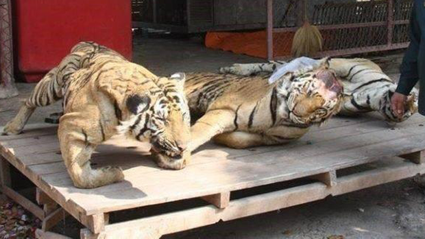 F-Tiger-khammouan F-Tiger-khammouan