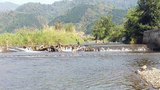 F-Luangnamtha