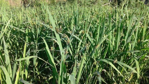 F-Grasshoppers