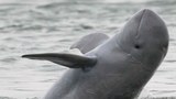 F-Dolphin