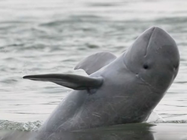 F-Dolphin