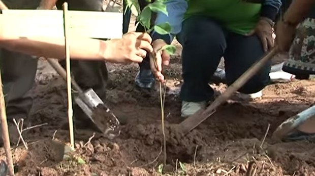 F-Plant-tree