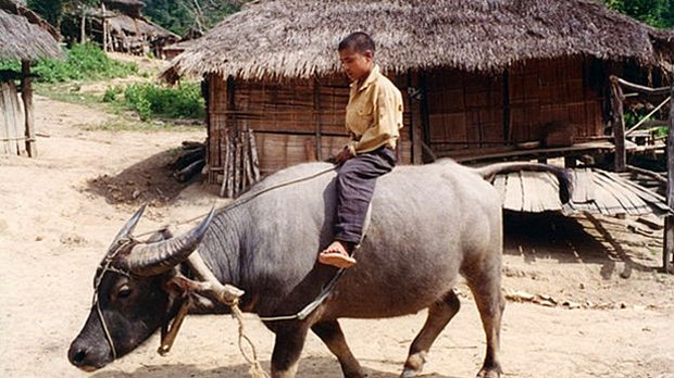 F-luangnamtha