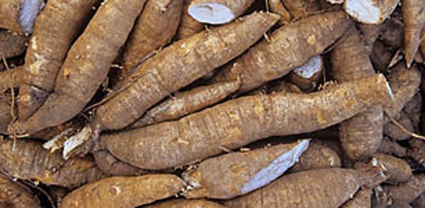 f-cassava