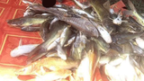 F-Fish-died2