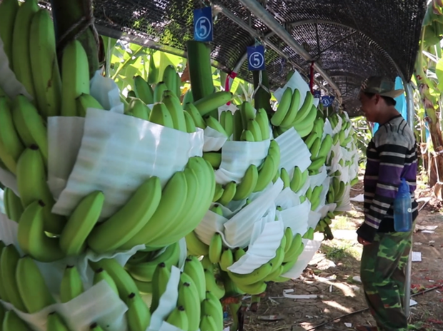 f-banana
