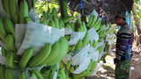 f-banana