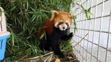 F-Panda