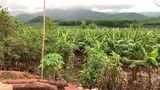 F-banana-Sing