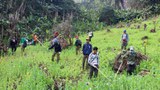 ຍັງພົບ ການລັກປູກຝິ່ນ ຢ່າງແຜ່ຫຼາຍ ໃນແຂວງຫຼວງນ້ຳທາ
