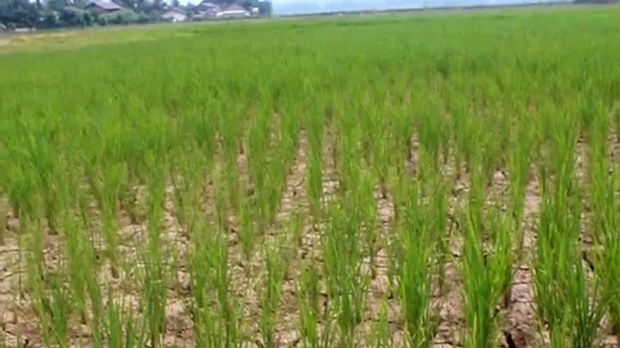 F-luangnamtha-rice