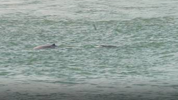 F-dolphin