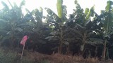 F-Banana