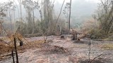 F-Oudomxay-forest