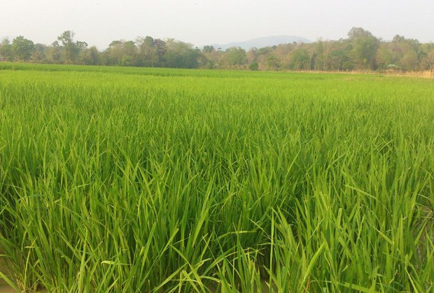 F-rice-field
