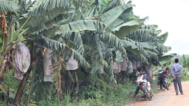 ບໍຣິສັດສວນກ້ວຍ ປ່ອຍນ້ຳເປີະເປື້ອນ ກະທົບຊາວບ້ານ