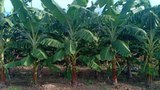 f-banana