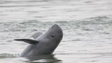 F-Mekong-Irrawaddy-dolphin