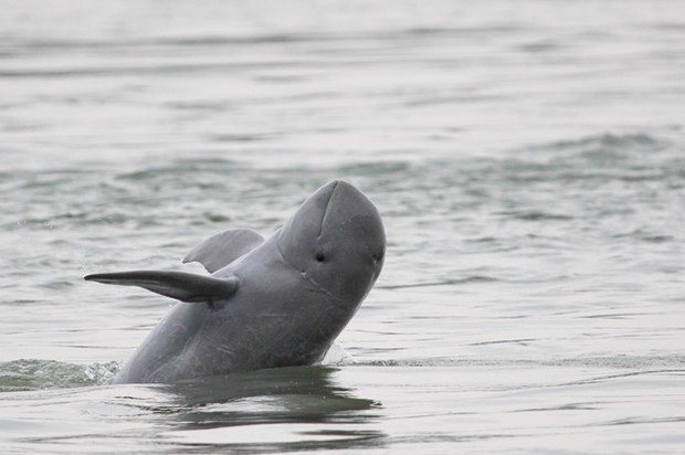 F-Mekong-Irrawaddy-dolphin