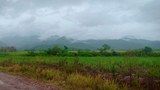 F-Sugarcane-field