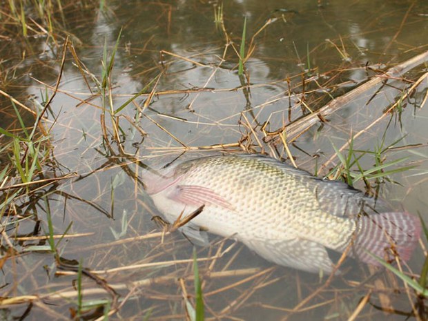 F-Fish2 F-Fish2
