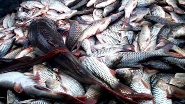 Dead-Fish2.jpg