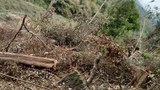 ພົບການຕັດໄມ້ ຫຼາຍຈຸດ ໃກ້ພູກອງເຂົ້າ, ເຂດພູເຂົາຄວາຍ