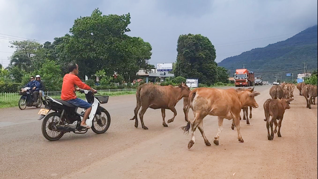 ງົວຊາວບ້ານ ທີ່ເຂົ້າສວນກ້ວຍ ຂອງຫວຽດນາມ ຖືກກັກ-ປັບໃໝ