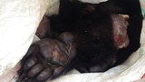 F-Bear