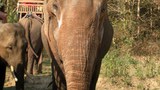 F-elephant