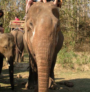 F-elephant