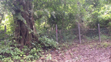 f-forest