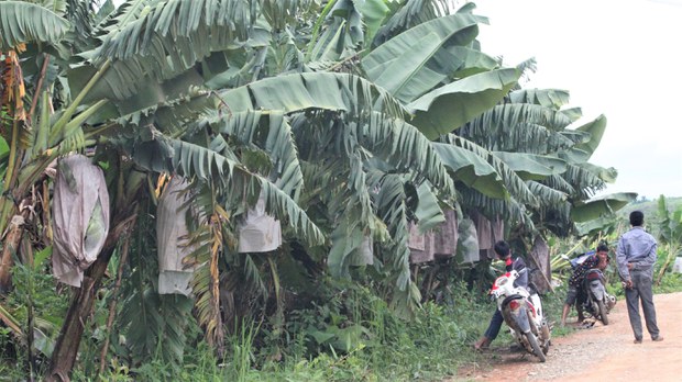 ນັກລົງທຶນຈີນ ຂໍປູກກ້ວຍ ຢູ່ເມືອງຊະນະສົມບູນ ຂ. ຈຳປາສັກ