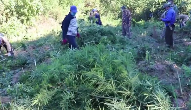 ພົບການ ລັກປູກ ກັນຊາ ມ. ວຽງທອງ ພົບການ ລັກປູກ ກັນຊາ ມ. ວຽງທອງ