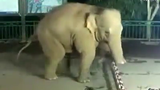 F-elephant