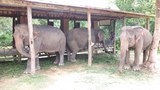 ຊ້າງປ່າ ທໍາຮ້າຍຊາວບ້ານ ເສຍຊີວິດ 1 ຄົນ ຢູ່ເມືອງປາກກະດິງ