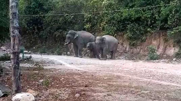 f-wild-elephants