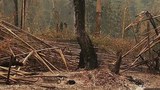 f-wild-fire