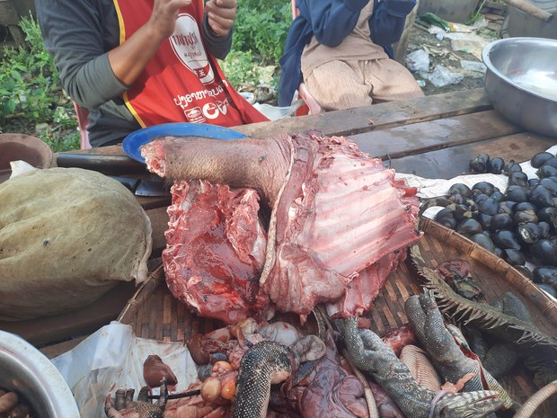 ມີການລັກຂາຍສັດປ່າ ຕາມຕະຫຼາດ-ຮ້ານອາຫານ ທີ່ແຂວງສາລະວັນ