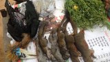 F-Wild-life