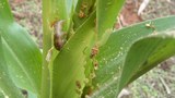 F-caterpillar