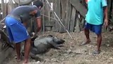 f-swine-flu