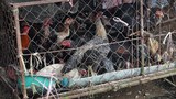 f-chiken
