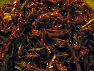 f-crickets f-crickets