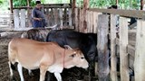 ຈີນ ຫ້າມນໍາເຂົ້າ ງົວ ຈາກ ສປປລາວ