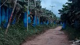f-banana-plant